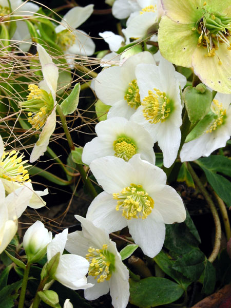  Image name: elleborina4.jpg 
 width: 450 pixel 
 height: 600 pixel 
 Size: 84051 bytes 
 Click to enlarge 